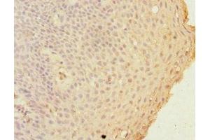 Immunohistochemistry of paraffin-embedded human tonsil tissue using ABIN7154392 at dilution of 1:100