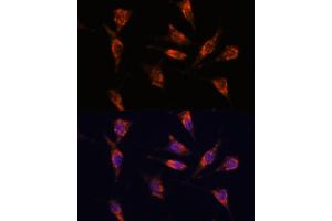 Immunofluorescence analysis of L929 cells using GNPN antibody (ABIN7267399) at dilution of 1:100. (GNPNAT1 Antikörper  (AA 1-91))