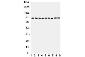 Western Blotting (WB) image for anti-Valosin Containing Protein (VCP) (C-Term) antibody (ABIN3029567)