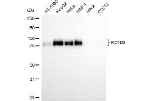 Western blotting analysis using KCTD3 antibody (ABIN7799884). (Rekombinanter KCTD3 Antikörper)