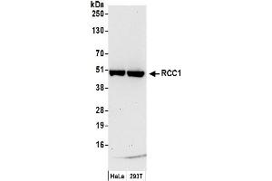 Western Blotting (WB) image for anti-Regulator of Chromosome Condensation 1 (RCC1) (AA 1-50) antibody (ABIN7450644)