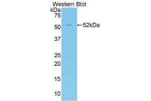 Western blot analysis of the recombinant protein. (Apelin Antikörper  (AA 24-77))