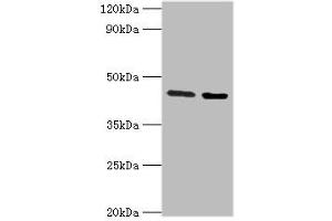 Western blot analysis of Jurkat whole cell lysate (Lane 1) and Rat liver tissue (Lane 2) with CHRFAM7A Antibody (3 ug/ml) and Goat Anti-Rabbit polyclonal antibody (1/10000 dilution).
