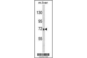Western blot analysis of AMOTL2 Antibody in mouse liver tissue lysates (35ug/lane) (AMOTL2 Antikörper  (AA 126-152))