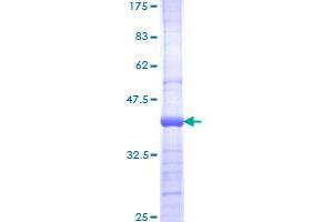 PIK3CB Protein (AA 147-256) (GST tag)