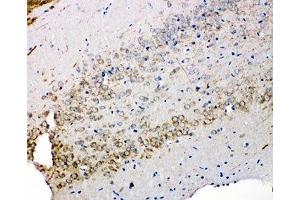 IHC-P: Syndecan 3 antibody testing of rat brain tissue (SDC3 Antikörper  (N-Term))