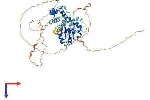 ETS1 Protein (AA 1-441) (His tag)