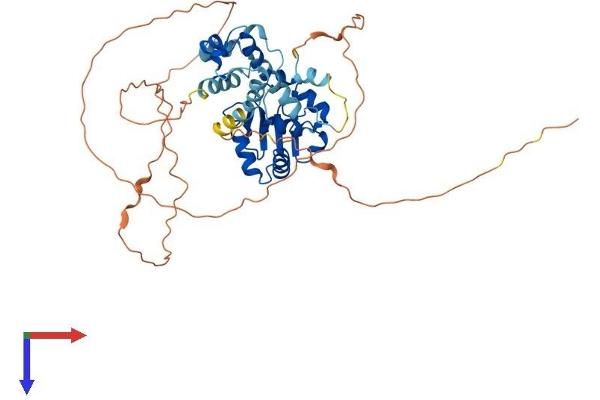 ETS1 Protein (AA 1-441) (His tag)