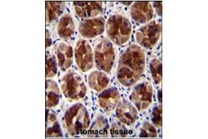 Immunohistochemistry analysis in Formalin Fixed, Paraffin Embedded Human stomach tissue stained with SERTAD4 antibody (C-term) followed by peroxidase conjugation of the secondary antibody and DAB staining. (SERTAD4 Antikörper  (C-Term))