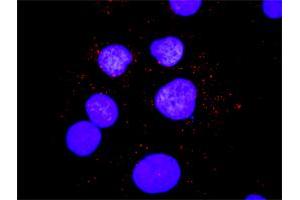 Proximity Ligation Assay (PLA) image for anti-SHC (Src Homology 2 Domain Containing) Transforming Protein 1 (SHC1) (AA 171-280) antibody (ABIN562866)