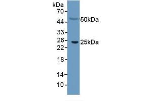 Mouse Capture antibody from the kit in WB with Positive Control: Human serum. (CRP ELISA Kit)