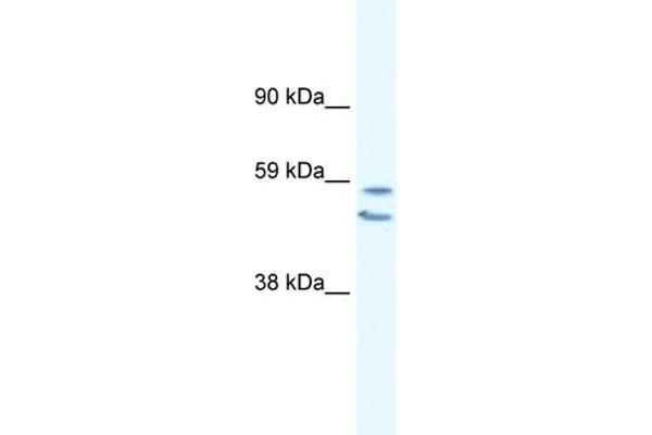 EGR2 antibody  (C-Term)