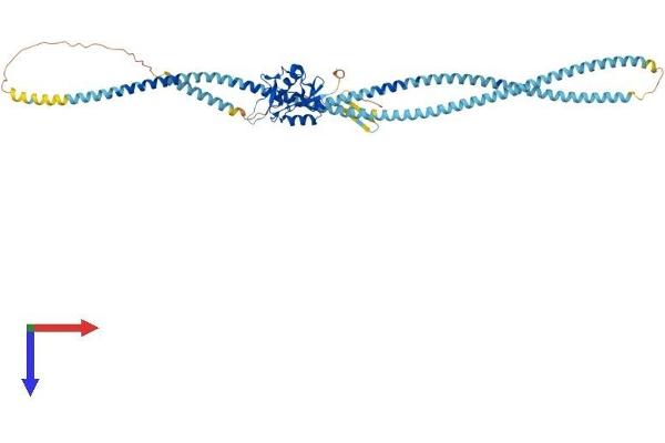 CLEC4F Protein (AA 1-548) (His tag)