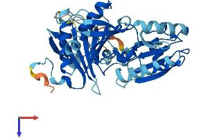 CAPG Protein (AA 1-348) (His tag)