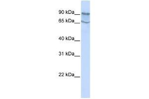 WB Suggested Anti-MAP4K2 Antibody Titration:  0.