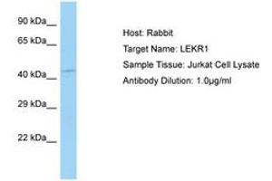 Image no. 1 for anti-Leucine, Glutamate and Lysine Rich 1 (LEKR1) (AA 559-608) antibody (ABIN6750209) (LEKR1 Antikörper  (AA 559-608))
