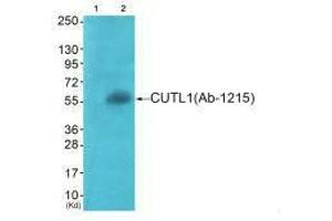 Western blot analysis of extracts from COS7 cells (Lane 2), using APLF (Ab-116) antiobdy. (APLF Antikörper  (Ser116))