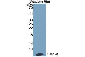 Western Blotting (WB) image for anti-Haptoglobin Related Protein (HPR) (AA 30-85) antibody (ABIN1859194)