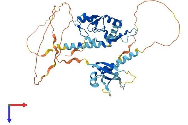 RING1 Protein (AA 1-406) (His tag)