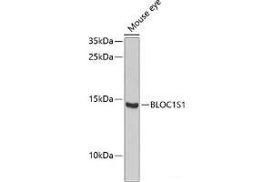 Western blot analysis of extracts of Mouse eye using BLOC1S1 Polyclonal Antibody at dilution of 1:1000. (BLOC1S1 Antikörper)