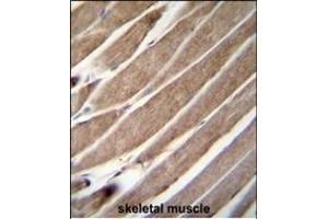 ATG4D Antibody (N-term) (ABIN655395 and ABIN2844943) immunohistochemistry analysis in formalin fixed and paraffin embedded human skeletal muscle followed by peroxidase conjugation of the secondary antibody and DAB staining. (ATG4D Antikörper  (N-Term))