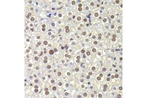 Immunohistochemistry of paraffin-embedded mouse liver using NASP Antibody (ABIN5975448) at dilution of 1/100 (40x lens). (NASP Antikörper)