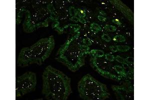 IF analysis of CTBP2 using anti-CTBP2 antibody (ABIN3042768) CTBP2 was detected in paraffin-embedded section of mouse intestine tissues.