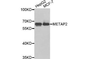 Western blot analysis of extracts of HepG2 and MCF7 cell lines, using METAP2 antibody. (METAP2 Antikörper)