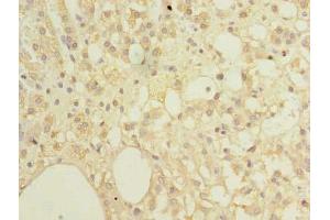 Immunohistochemistry of paraffin-embedded human adrenal gland tissue using ABIN7151982 at dilution of 1:100 (COX4NB Antikörper  (AA 1-210))