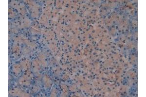 Immunohistochemistry (IHC) image for anti-Transmembrane Protein 27 (TMEM27) (AA 12-222) antibody (ABIN7436798)