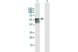 Western Blot analysis of NEUROG2 expression in transfected 293T cell line by NEUROG2 MaxPab polyclonal antibody. (Neurogenin 2 Antikörper  (AA 1-272))