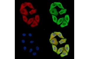 ABIN7097056 and ABIN7101123 staining Hela cells by IF/ICC. (NHLRC2 Antikörper)