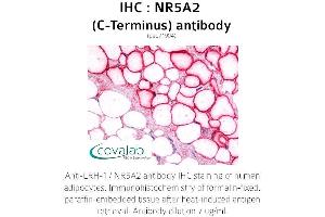 Image no. 2 for anti-Nuclear Receptor Subfamily 5, Group A, Member 2 (NR5A2) antibody (ABIN1737518) (NR5A2 + LRH1 Antikörper)