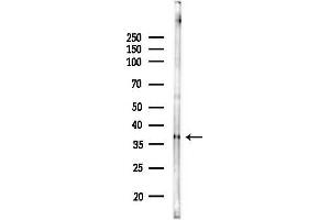 Western blot analysis of lysates from Rat brain, using GDP Antibody at 1/1000 dilution.