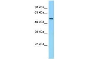 Image no. 1 for anti-Eukaryotic Translation Initiation Factor 5 (EIF5) (C-Term) antibody (ABIN6748326) (EIF5 Antikörper  (C-Term))