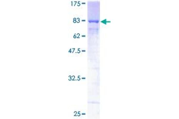 HEXIM1 Protein (AA 1-359) (GST tag)