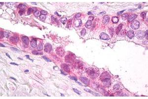 Anti-PSMD11 antibody IHC staining of human prostate. (PSMD11 Antikörper  (AA 288-317))