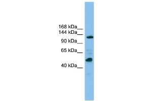 WB Suggested Anti-POLR1B Antibody Titration: 0.