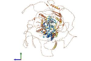 AlphaFold protein structure predicition of Human Recombinant NRK Protein, UniprotID Q7Z2Y5