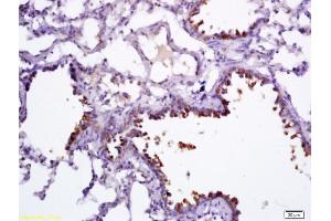 Formalin-fixed and paraffin embedded rat lung labeled with Anti-CC16/CCSP Polyclonal Antibody, Unconjugated (ABIN687262) followed by conjugation to the secondary antibody and DAB staining (SCGB1A1 Antikörper  (AA 21-86))
