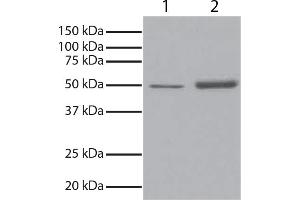 GSK3α was immunoprecipitated from total cell lysates from Jurkat cells with Mouse Anti-GSK-3α-UNLB. (GSK3 alpha Antikörper  (HRP))