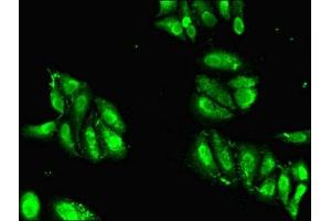 Immunofluorescence (IF) image for anti-Histone Cluster 1, H2ag (HIST1H2AG) (AA 2-130) antibody (ABIN7155356)