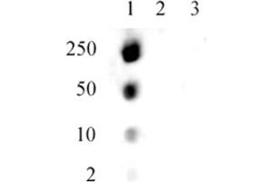 Specificity Data: Dot blot analysis was used to confirm the specificity of the Histone H1. (Histone H1.5 Antikörper  (pSer17))