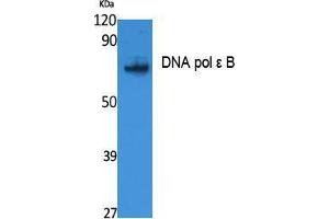 Western Blotting (WB) image for anti-Polymerase (DNA Directed), epsilon 2 (p59 Subunit) (POLE2) (Internal Region) antibody (ABIN3178097) (POLE2 Antikörper  (Internal Region))