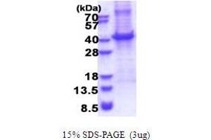 SDS-PAGE (SDS) image for CD5 (CD5) (AA 25-372) protein (His tag) (ABIN5853650) (CD5 Protein (CD5) (AA 25-372) (His tag))