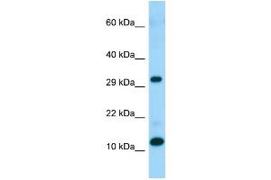 WB Suggested Anti-RPL34 Antibody Titration: 1.