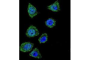 Immunofluorescence (IF) image for anti-Topoisomerase (DNA) I (TOP1) antibody (ABIN2997609) (Topoisomerase I Antikörper)