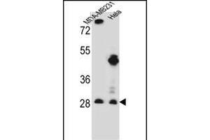 EIF4H Antibody (Center) (ABIN656543 and ABIN2845807) western blot analysis in MDA-M,Hela cell line lysates (35 μg/lane). (EIF4H Antikörper  (AA 127-156))