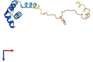RPLP2 Protein (AA 1-115) (His tag)