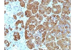 IHC testing of FFPE human pituitary gland with ACTH antibody (clone CLIP/1449). (CLIP Antikörper  (AA 25-39))